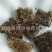 【炒刺猬皮】@【同欢药材】中药材批发供应规格齐