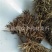 【炒刺猬皮】@【同欢药材】中药材批发供应规格齐