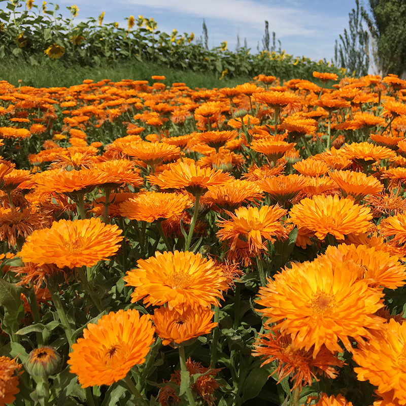 金盏菊种子四季种植花籽长生菊四季花籽耐寒室内庭院景观