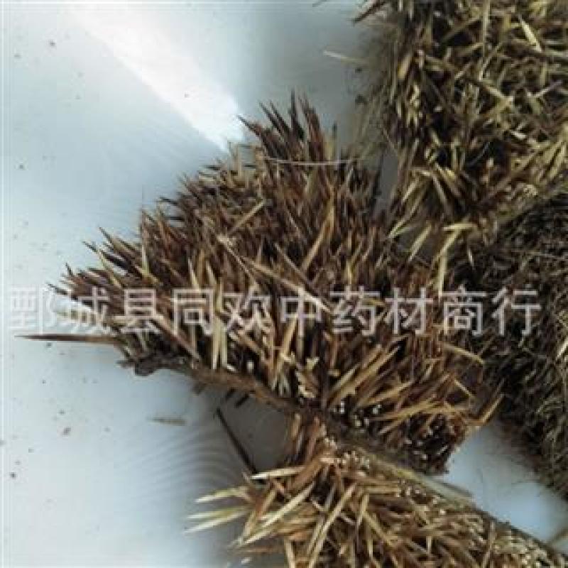 【炒刺猬皮】@【同欢药材】中药材批发供应规格齐