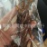 【拉长狗鞭海狗肾】@【同欢药材】中药材批发供应