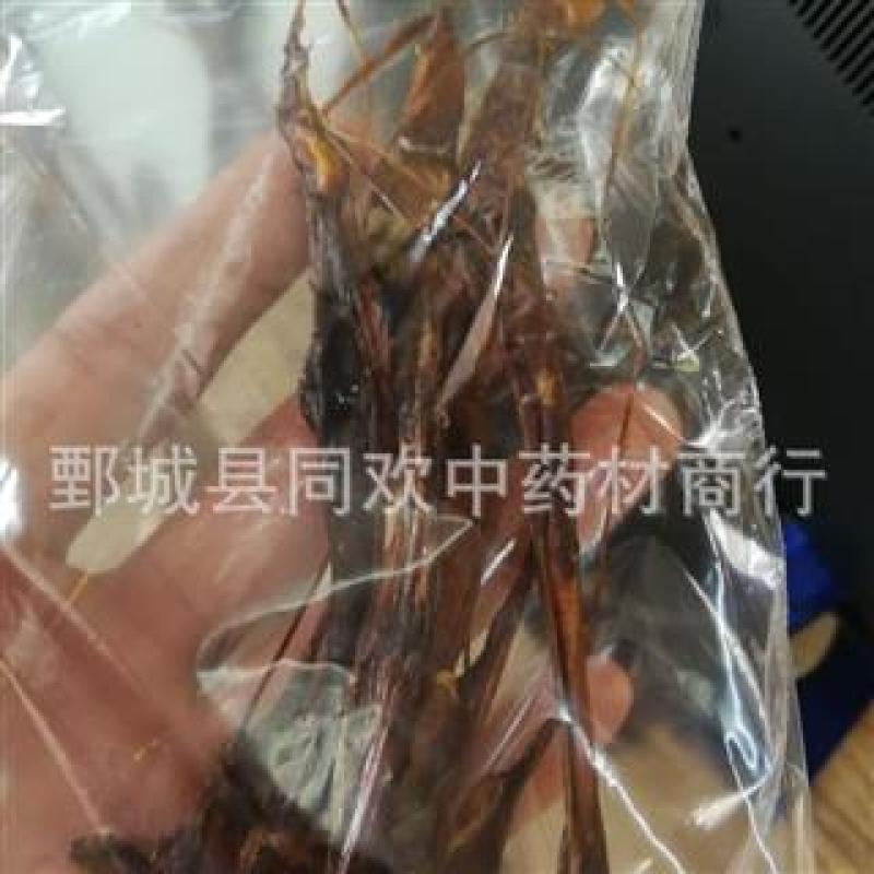 【拉长狗鞭海狗肾】@【同欢药材】中药材批发供应