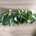 青菜苔苏州青菜苔新鲜青菜苔霜冻苏州青露天油菜花有菜苔菜头