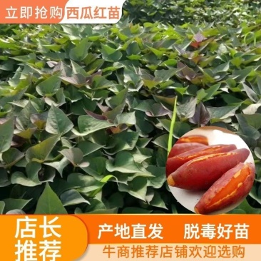 原种西瓜红红薯苗（普薯32）产地直发，一手货源