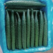 产地直发大量货源黑亮密刺