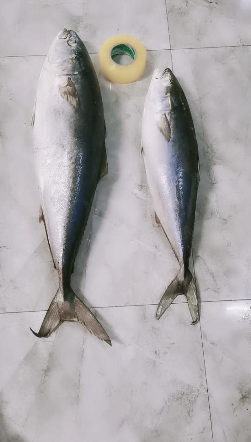 深海黄金鲅鱼大量上市啦