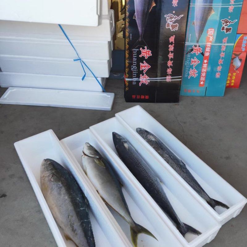 深海黄金鲅鱼大量上市啦