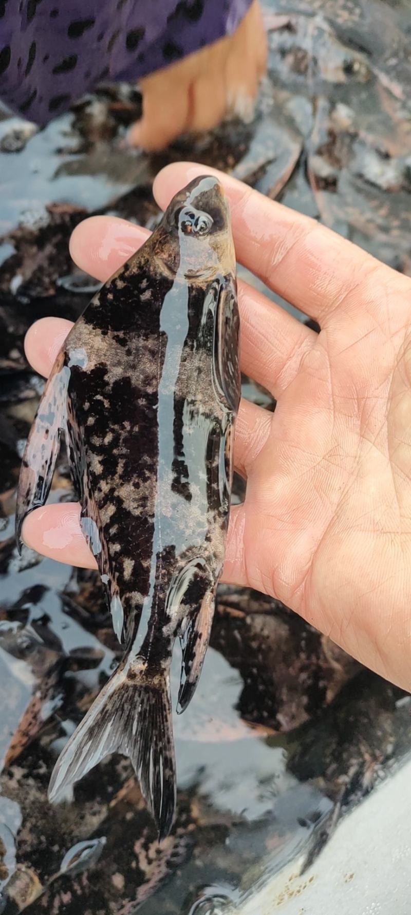 胭脂鱼美人一帆风顺鱼场直销鱼苗成鱼全国发货。