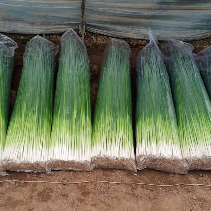 大连香葱大量上市。欢迎各位老板前来抢购，看货