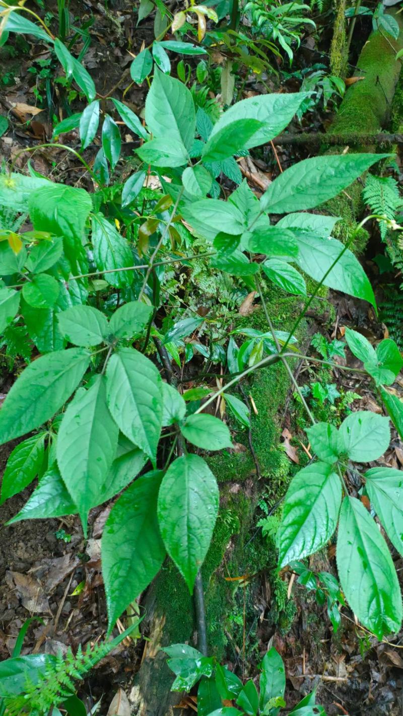 野三七干货，竹节参，竹节三七，竹三七，三七干货