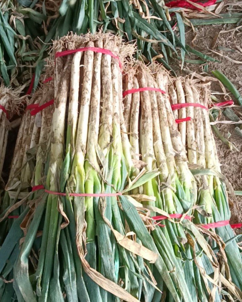 刚葱，大量现货。欢迎各位老板选购，质量好，价格不高，以质