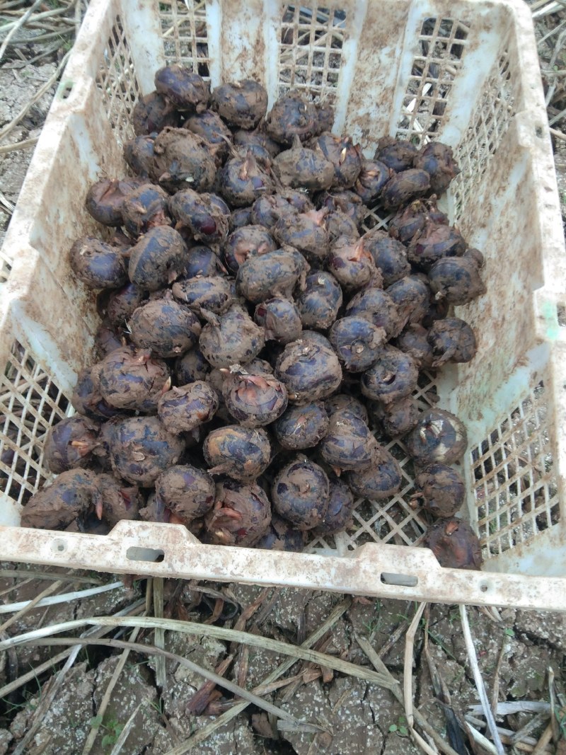 云南文山马蹄