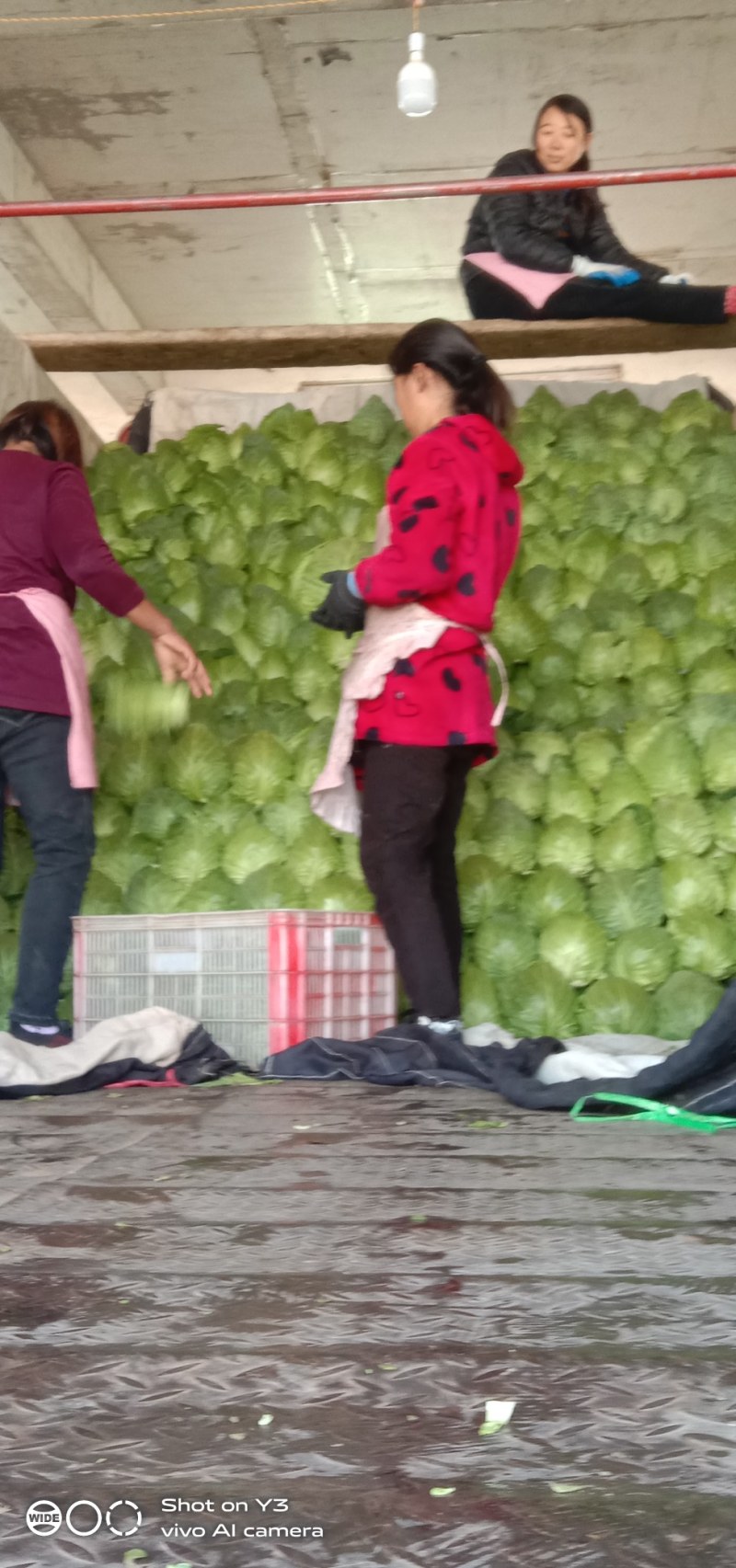 甘蓝，牛心甘蓝，质量有保证，天天供应，随到随收，欢迎联系