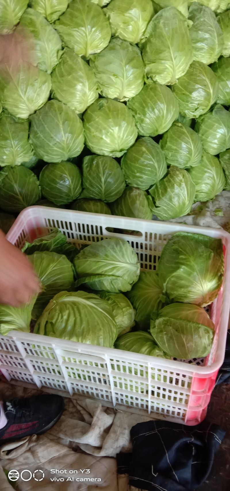 甘蓝，牛心甘蓝，质量有保证，天天供应，随到随收，欢迎联系
