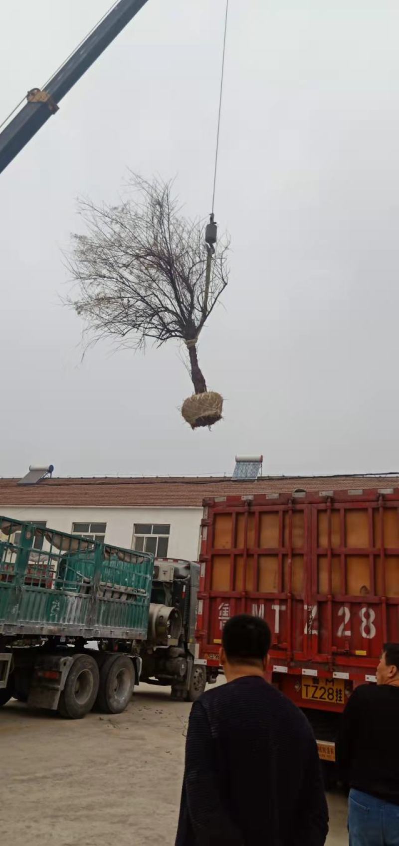 红柳柽柳