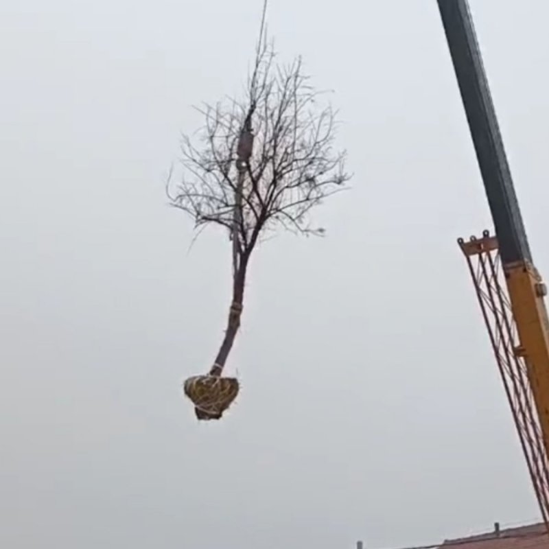 红柳柽柳