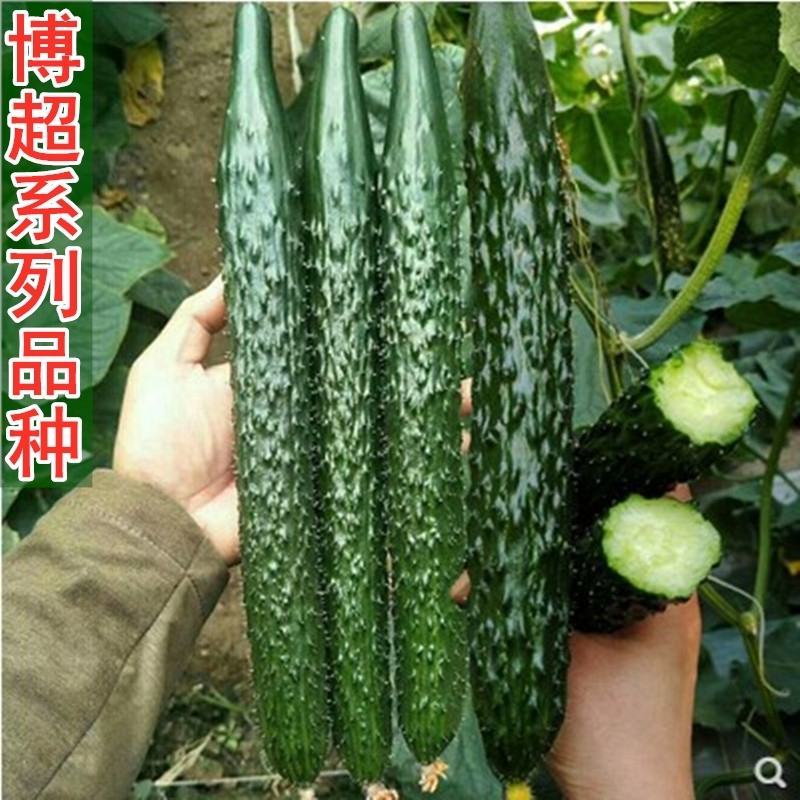 【优质】黄瓜种子春季秋季四季把短油亮绿瓤脆甜黄瓜种子