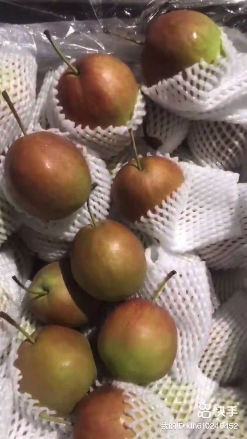 玉露香梨大量有货产地直供价格，果面干净口感好价格便宜