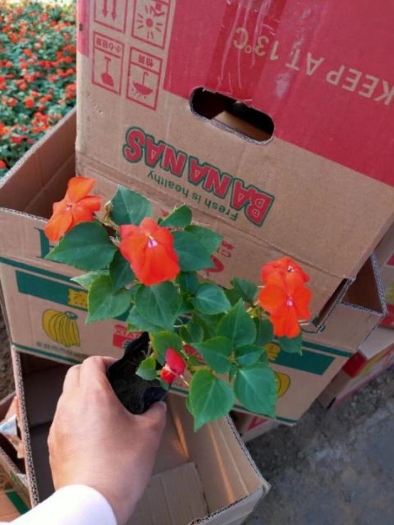 非洲凤仙大量出售基地直销价格便宜支持视频看货发货