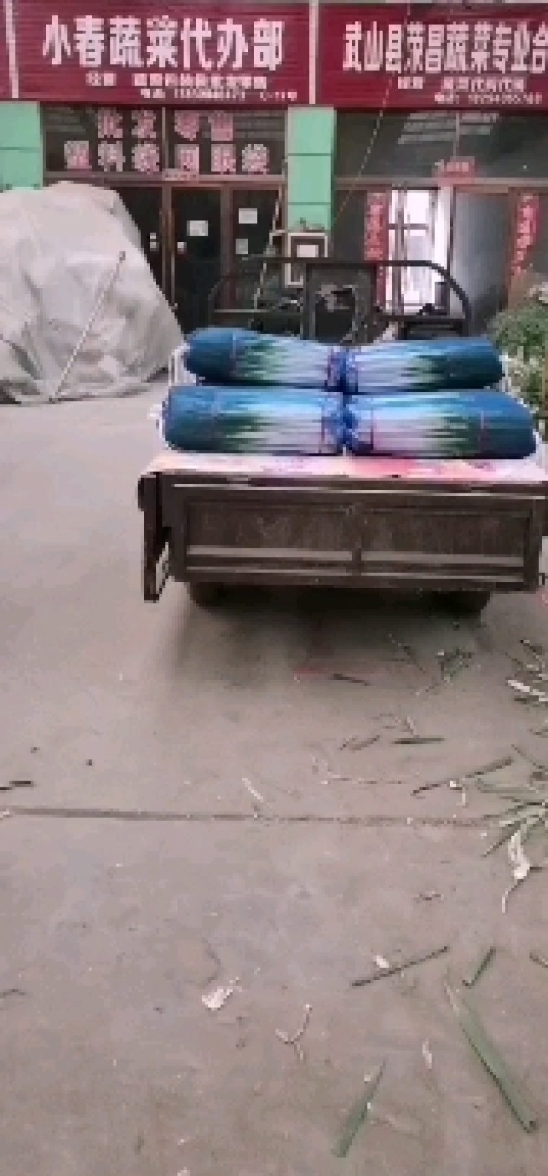精品大葱