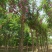 自家苗圃红花洋槐6-8-10-12-15公分5000棵