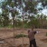 自家苗圃红花洋槐6-8-10-12-15公分5000棵
