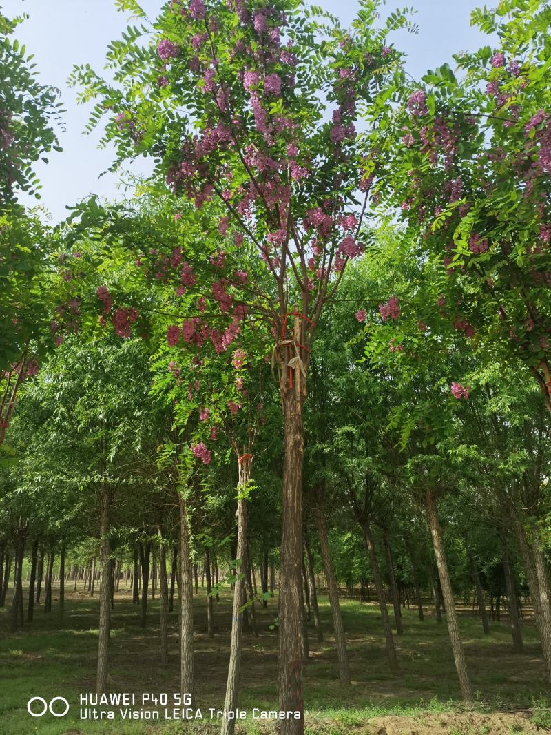 自家苗圃红花洋槐6-8-10-12-15公分5000棵