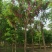 自家苗圃红花洋槐6-8-10-12-15公分5000棵