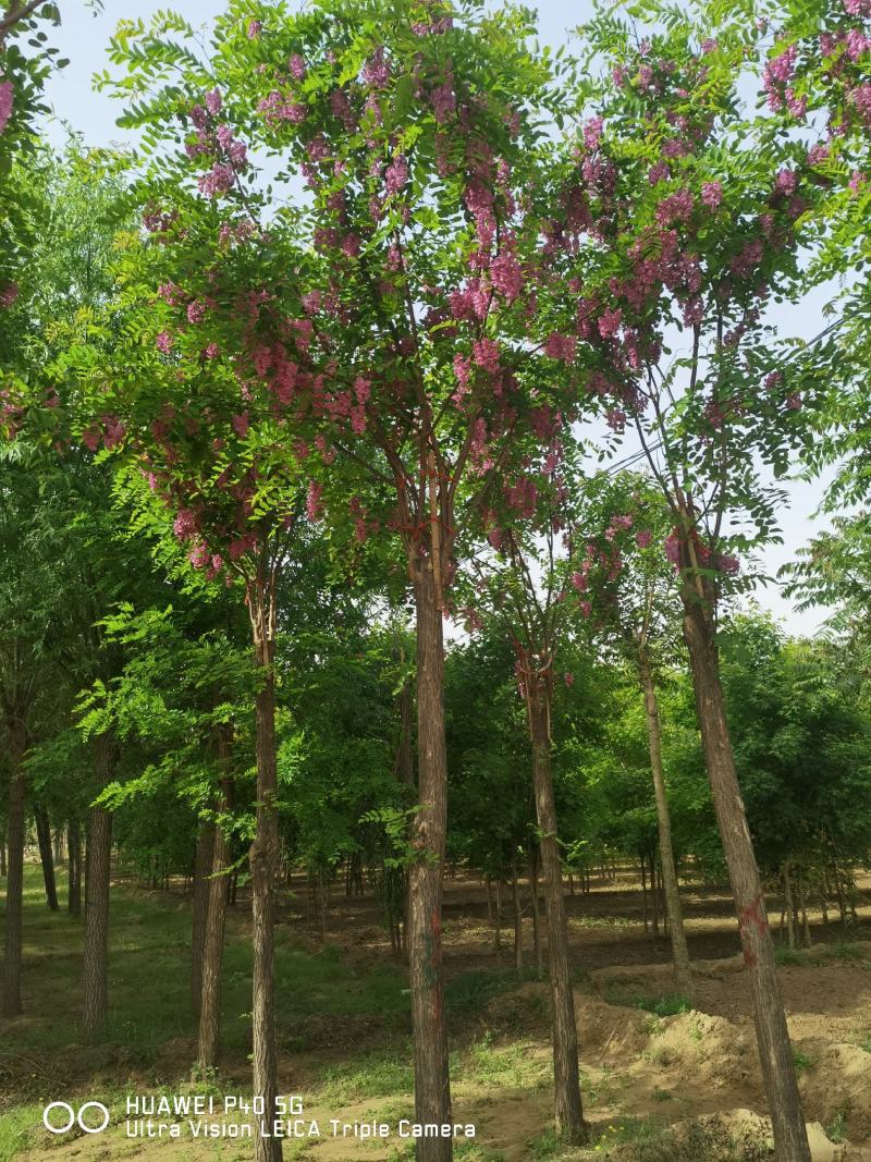 自家苗圃红花洋槐6-8-10-12-15公分5000棵
