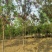 自家苗圃红花洋槐6-8-10-12-15公分5000棵