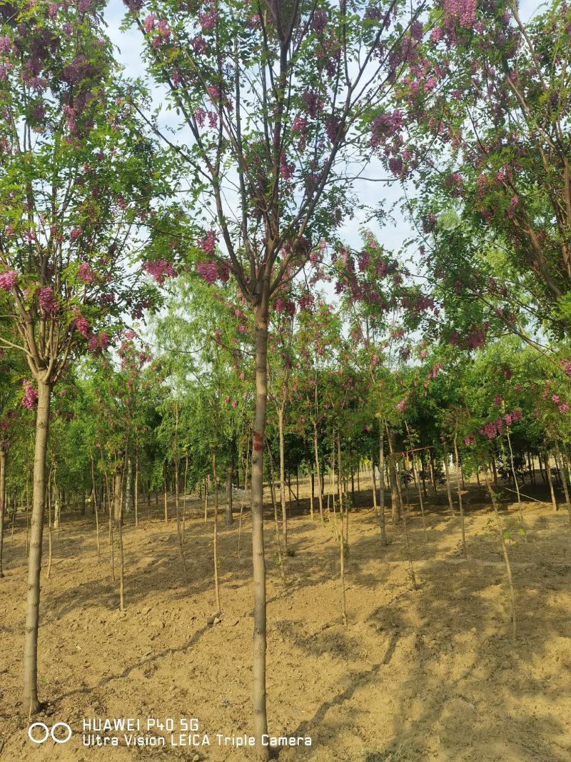自家苗圃红花洋槐6-8-10-12-15公分5000棵