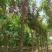 自家苗圃红花洋槐6-8-10-12-15公分5000棵
