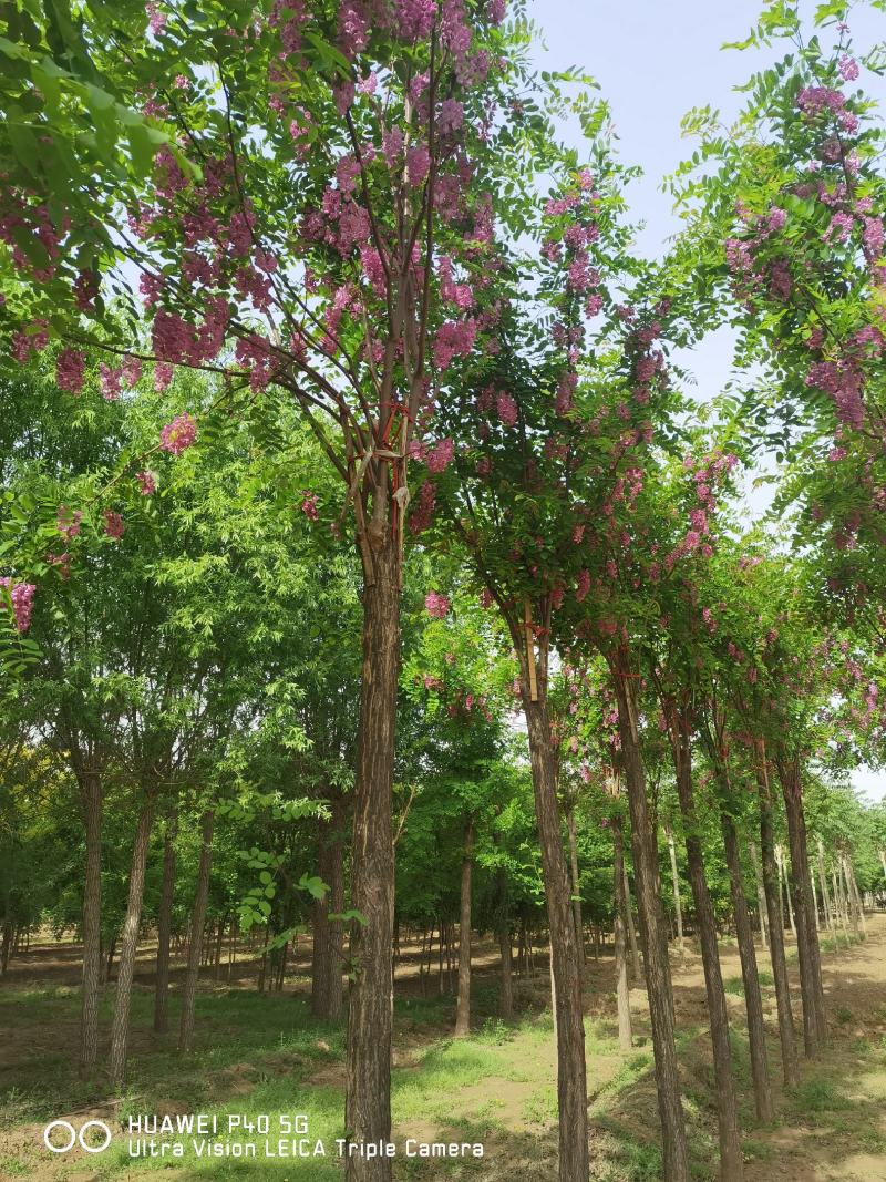 自家苗圃红花洋槐6-8-10-12-15公分5000棵