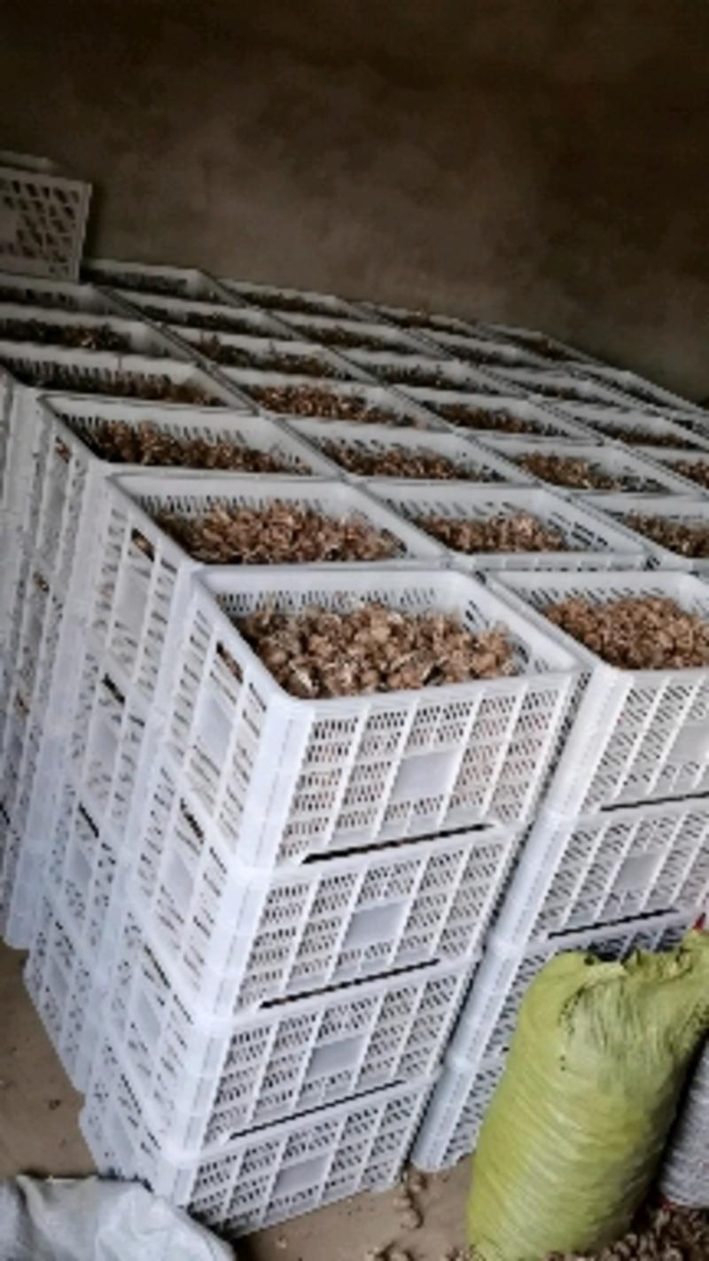藏红花批发种球种苗种子基地合作社保质量包回收创业致富