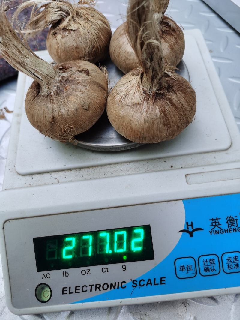 藏红花批发种球种苗种子基地合作社保质量包回收创业致富
