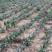 藏红花批发种球种苗种子基地合作社保质量包回收创业致富