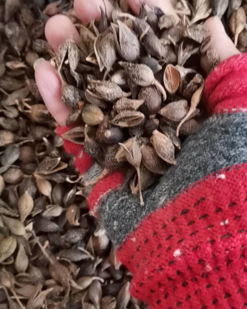 连翘，青翘，水煮货，生晒货都有，中药材批发连翘