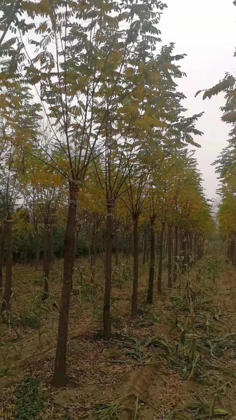 红花洋槐，6-7-8-9-10-12-15-18公分处理