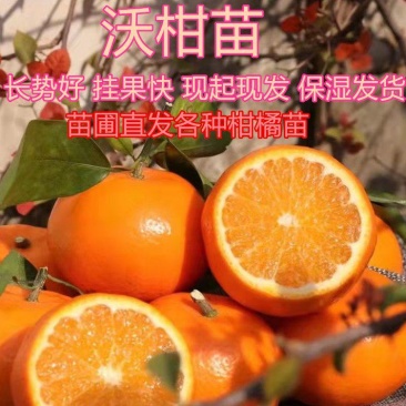 沃柑苗柑橘苗基地直发隔年挂果现起现发保湿发货