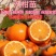 沃柑苗柑橘苗基地直发隔年挂果现起现发保湿发货