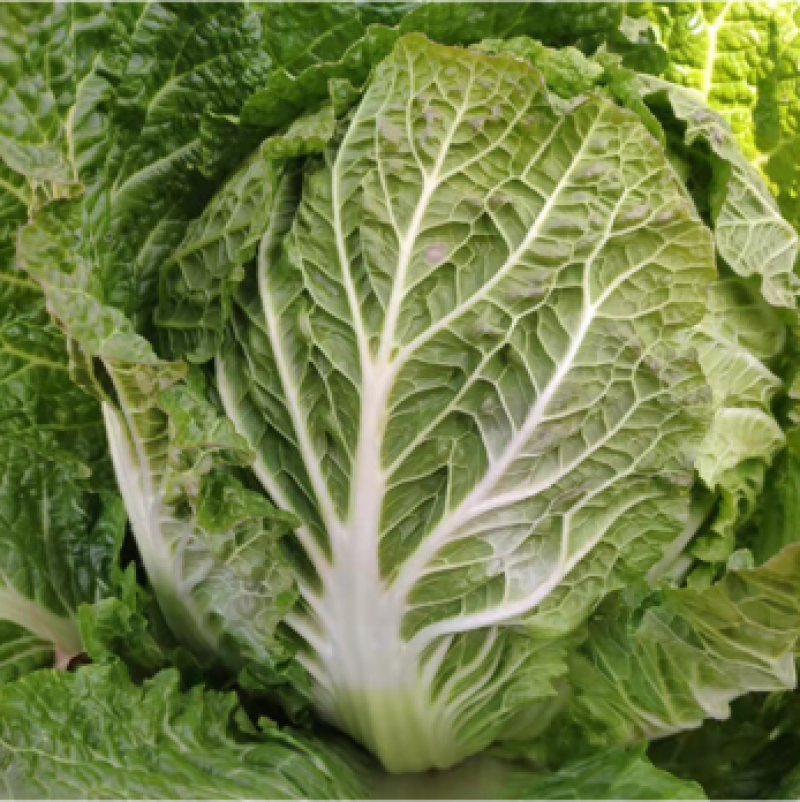 蔬菜基地供应黄心大白菜，货源充足稳定，价格便宜