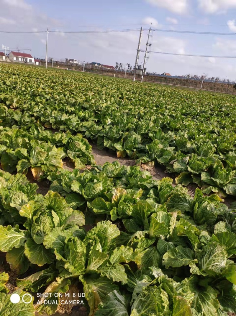 蔬菜基地供应黄心大白菜，货源充足稳定，价格便宜