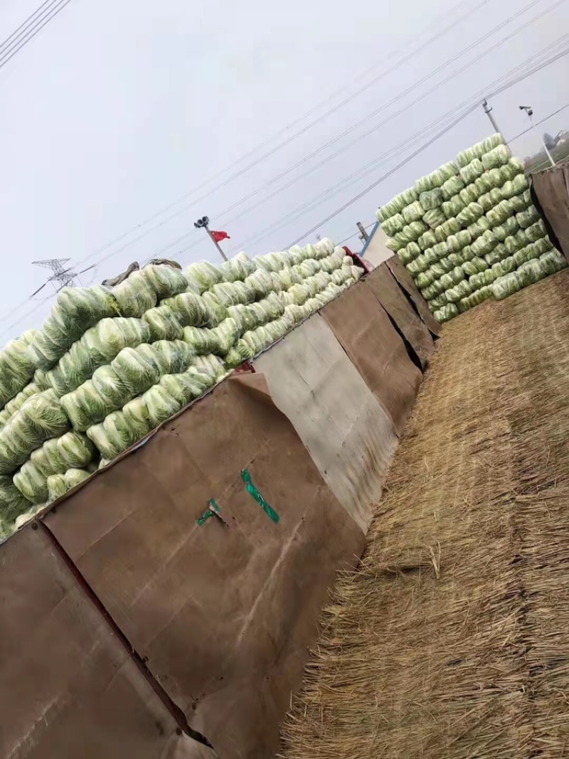 蔬菜基地供应黄心大白菜，货源充足稳定，价格便宜
