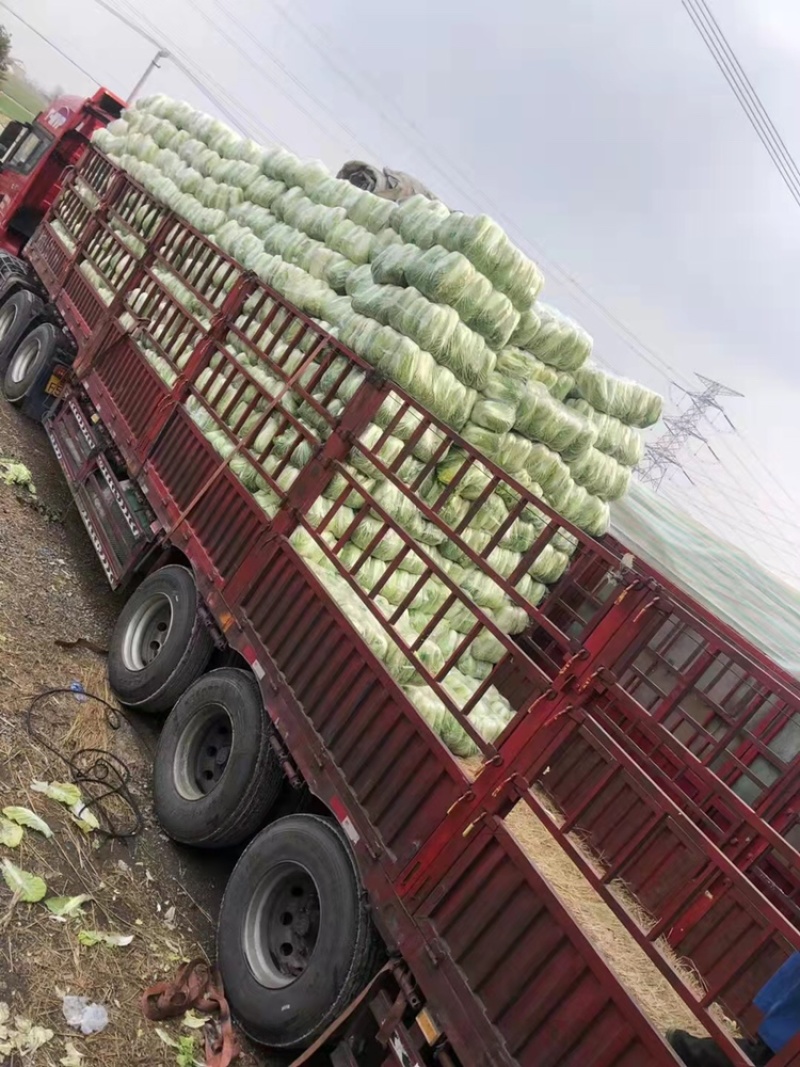 蔬菜基地供应黄心大白菜，货源充足稳定，价格便宜