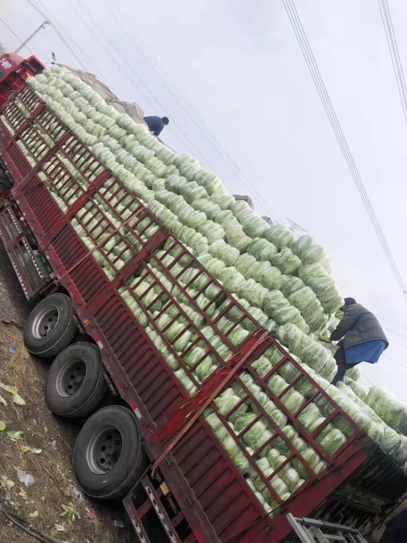 蔬菜基地供应黄心大白菜，货源充足稳定，价格便宜