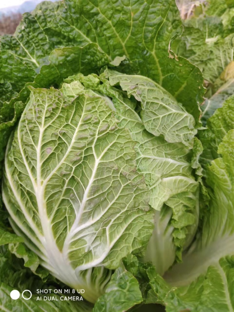 蔬菜基地供应黄心大白菜，货源充足稳定，价格便宜