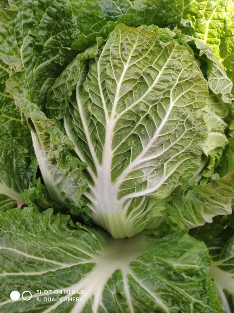 蔬菜基地供应黄心大白菜，货源充足稳定，价格便宜