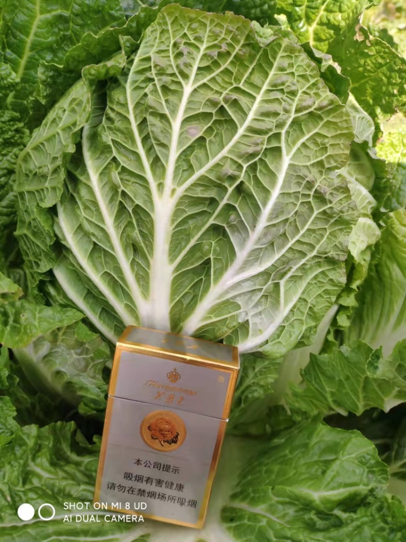 蔬菜基地供应黄心大白菜，货源充足稳定，价格便宜