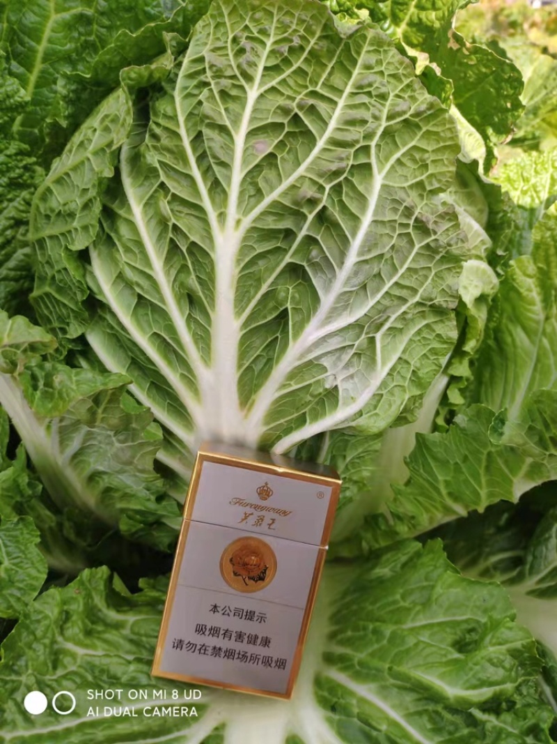 蔬菜基地供应黄心大白菜，货源充足稳定，价格便宜