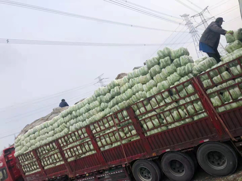 蔬菜基地供应黄心大白菜，货源充足稳定，价格便宜